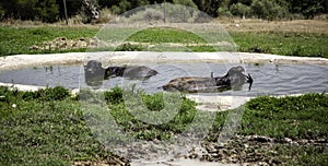 Bulls in lake