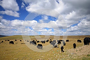 Bulls in a meadow