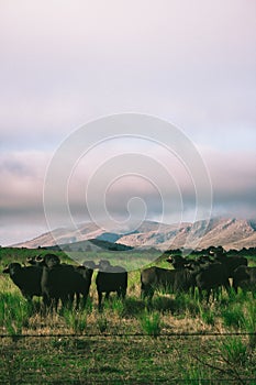 Bulls near Sierra de la Ventana in the Province of Buenos Aires, Argentina. photo