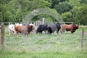 Bulls out grazing the farm grass.