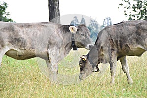 bulls in a pasture in switzerland