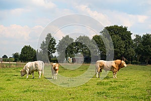 Bulls in pastures photo