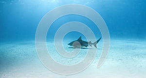 Bulls shark at the Bahamas