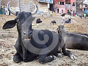 Bulls Sitting on the Ghats By the Ganges in Varanasi, Uttar Pradesh, India photo