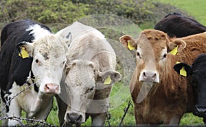 The bulls in the stall.