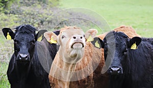 The bulls in the stall.