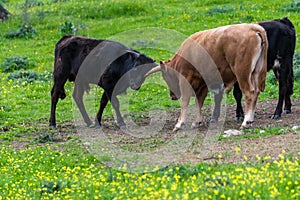 Bulls in their natural state in the pasture. Pasture for breeding bulls in semi freedom