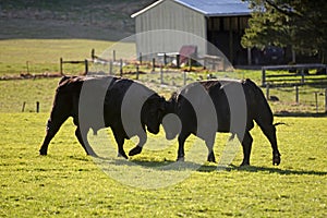 Toros voluntad un piso toros 