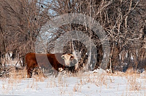 Bulls in the winter pasture to separate them from the cows