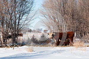 Bulls in the winter pasture to separate them from the cows