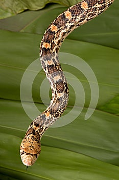 Bullsnake