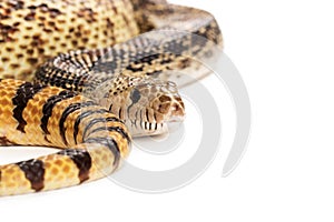 Bullsnake Coiled With Copy Space