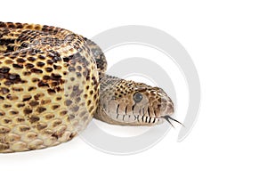 Bullsnake Cropped With Copy Space