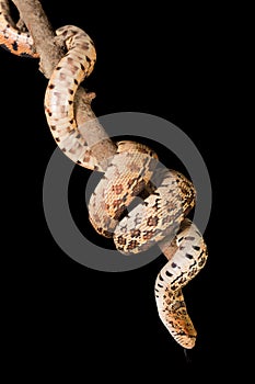 Bullsnake curled around branch