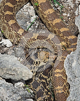 Bullsnake Pituophis catenifer sayi in Yellowstone