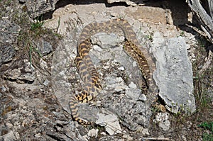 bullsnake Pituophis catenifer sayi in Yellowstone