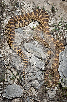 Bullsnake Pituophis catenifer sayi in Yellowstone