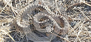 Bullsnake is similar to the Western Rattlesnake