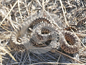 Bullsnake is similar to the Western Rattlesnake