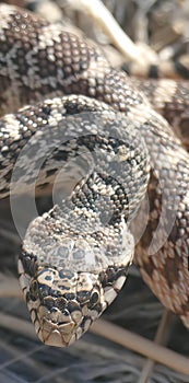 Bullsnake is similar to the Western Rattlesnake