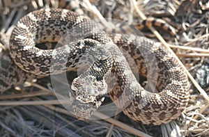 Bullsnake is similar to the Western Rattlesnake