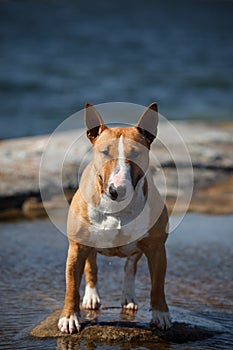 Bullterrier