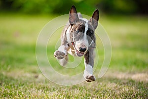 BullTerrier