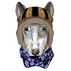 Bullterrier, dog. Rugby leather helmet. Portrait of cartoon animal.