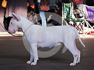 Bullterrier on a dogshow