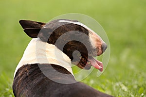 Bullterrier Portrait