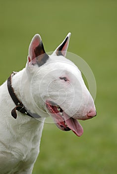 Bullterrier portrait