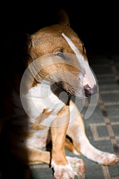 Bullterrier portrait