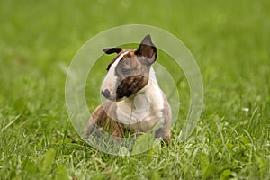 Bullterrier Puppy