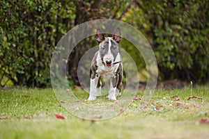 BullTerrier