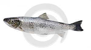 Bulltrout (Salmo trutta trutta). Baltic sea. Isolated on white b