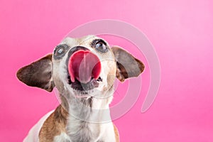 Bully dog with long tongue. Funny pe portrait on pink background photo