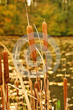 Bulrush