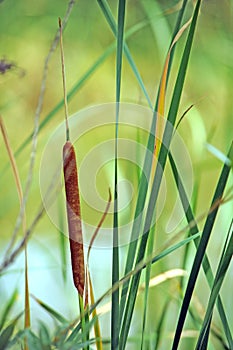 Bulrush