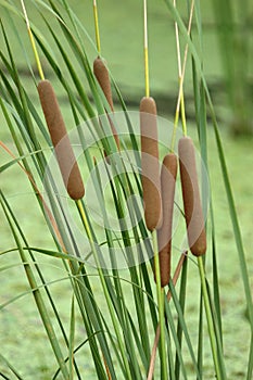 Bulrush