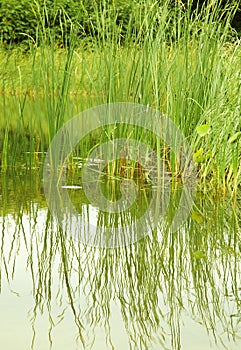 bulrush