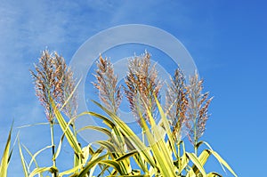 Bulrush photo