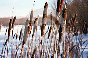 Bulrush