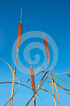 Bulrush against blue sky