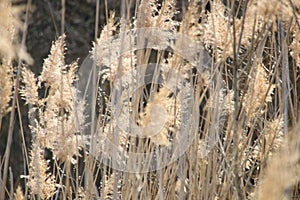 Bulrush as a background