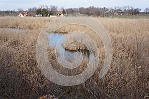 Bulrush, Banat, Serbia