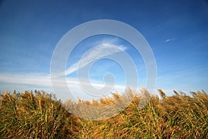 Bulrush and blue sky