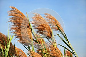 Bulrush and blue sky