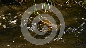 Bulrush branch with leaves floating in bubbling dirty water of river flood