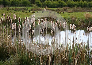 Bulrush Bulrushes Reedmace Typha Typhaceae Fluffy Cattail Cobs photo