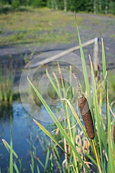 Bulrush cattails close up with soft focus green background leaves